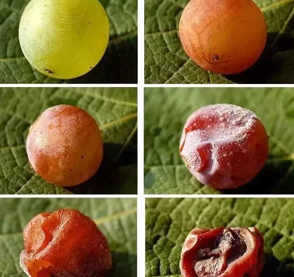 Ϊʲôôڶˣ